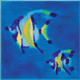 Multi Angel Fish